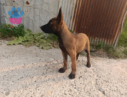2. Aylık Belçika malinois