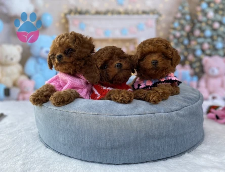 TOY POODLE YAVRUSU | Sağlıklı, Safkan ve Sosyal Yavrular | Ankara
