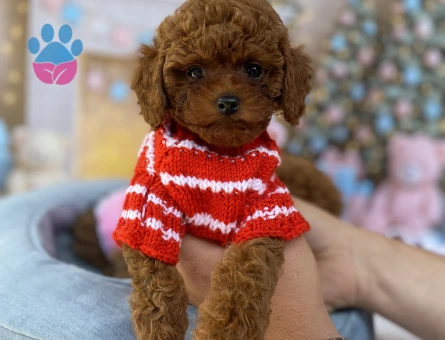 PREMİUM TOY POODLE YAVRULAR | Dişi & Erkek | Sağlık Garantili