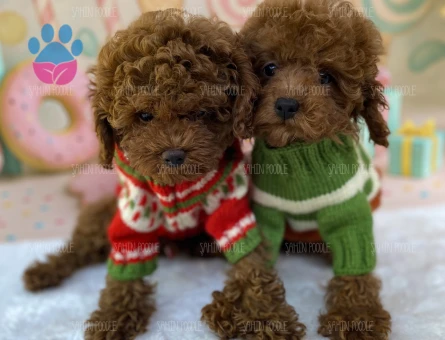 TOY POODLE YAVRULARI ANKARA | Safkan, Sağlıklı ve Eğitimli