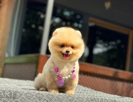 3 AYLIK POMERİAN BOO - 6925