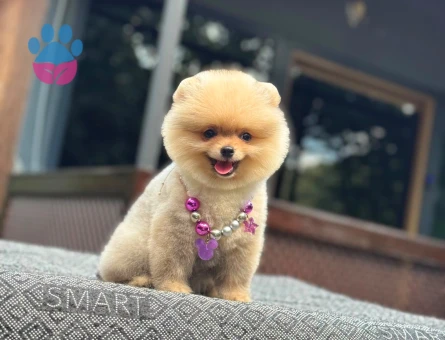 3 AYLIK POMERİAN BOO