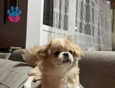 DİŞİ PEKİNEZ YAVRU