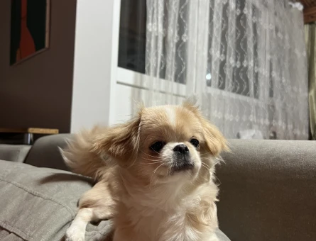 DİŞİ PEKİNEZ YAVRU