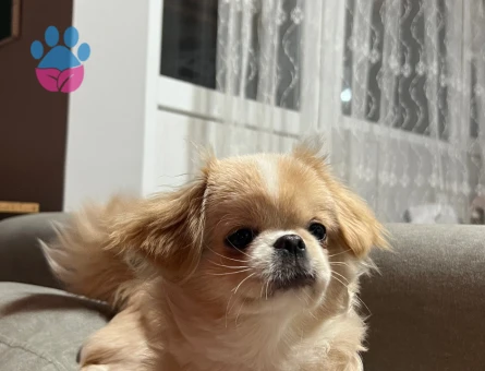 DİŞİ PEKİNEZ YAVRU