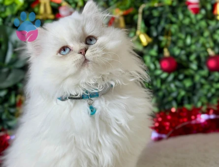 British Longhair Kar Beyazı Erkek