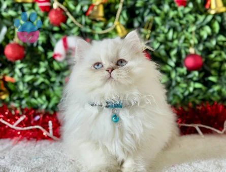 British Longhair Kar Beyazı Erkek