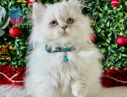 British Longhair Kar Beyazı Erkek