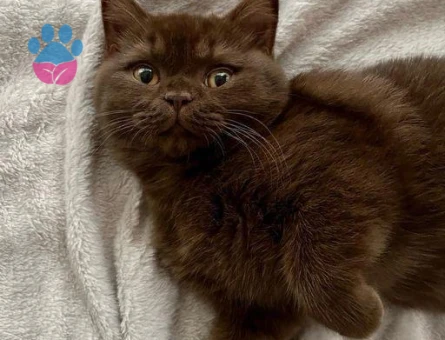British Shorthair Erkek Çikolata 2 Aylık