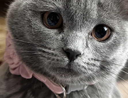 Sahiplendirme British shorthair 5 aylık