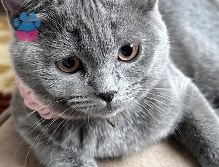 Sahiplendirme British shorthair 5 aylık