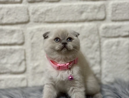 Scottish Fold Bluepoint Topaç Kafa