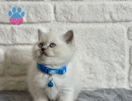 British Shorthair Bluepoint Erkek 2 Aylık