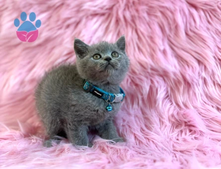 Gri British Shorthair Erkek 2 Aylık