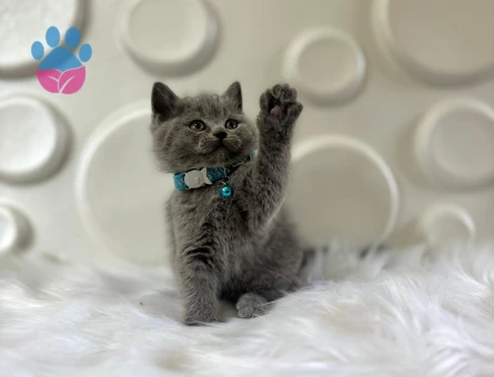 British Shorthair Gri Erkek