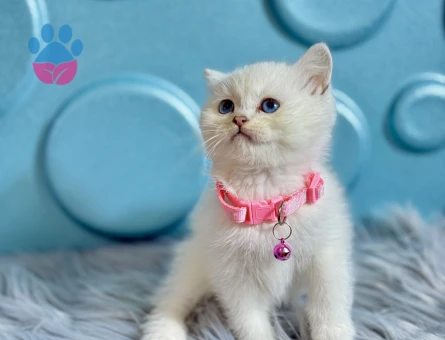 British Shorthair Dişi Silver Ns1133