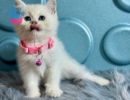 British Shorthair Dişi Silver Ns1133