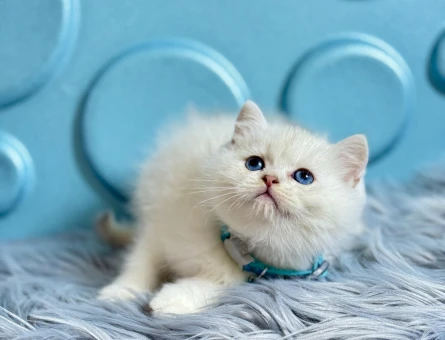 British Shorthair Bluepoint 2 Aylık Erkek