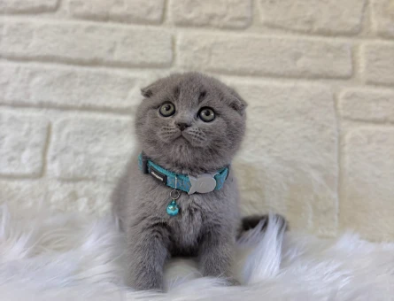 Scottish Fold Gri Erkek 2 Aylık