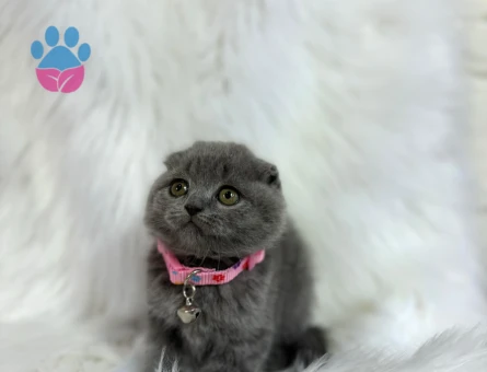 2 Aylık Scottish Fold Dişi Yavrumuz