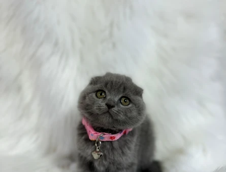 2 Aylık Scottish Fold Dişi Yavrumuz