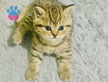 British Shorthair 3 AYlık Çok Tatlı Yavrular
