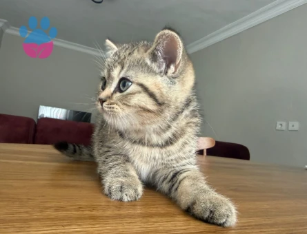 British Shorthair 3 AYlık Çok Tatlı Yavrular