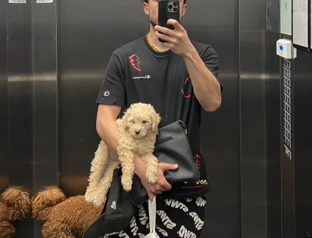 POODLE AYARINDA SAFKAN MALTİPOO