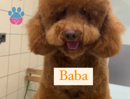 POODLE AYARINDA SAFKAN MALTİPOO