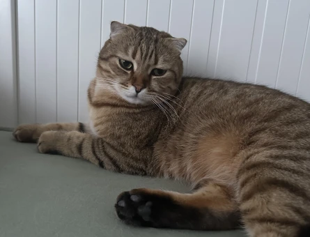 Scottish Fold Tekir Karışımı Erkek Kedi