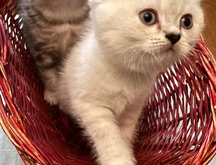 British shorthair yavrular