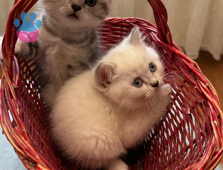 British shorthair yavrular