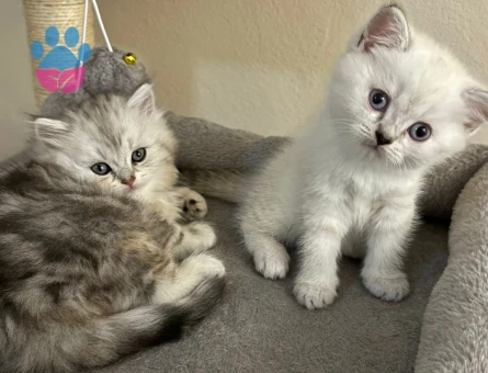 British shorthair yavrular