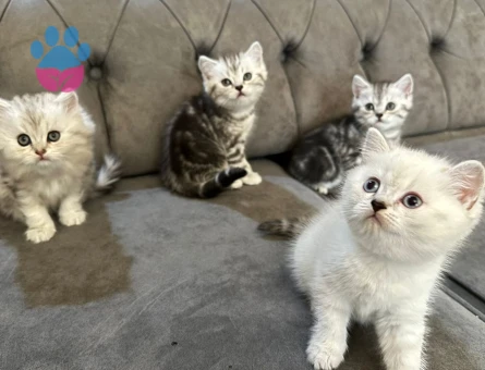 British shorthair yavrular
