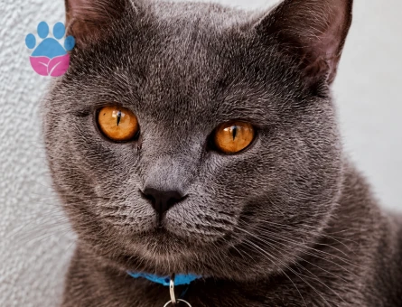 2 Yaşında British Shorthair Ücretsiz Sahiplendirme