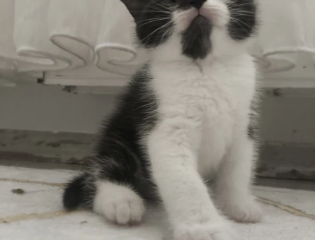 Ücretsiz yavru kedi sahiplendirme