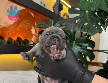 EGZOTİK FRENCH BULLDOG YAVRULARIM HARİKA RENKLER VE ANATOMİ