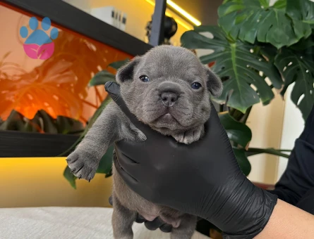 EGZOTİK FRENCH BULLDOG YAVRULARIM HARİKA RENKLER VE ANATOMİ