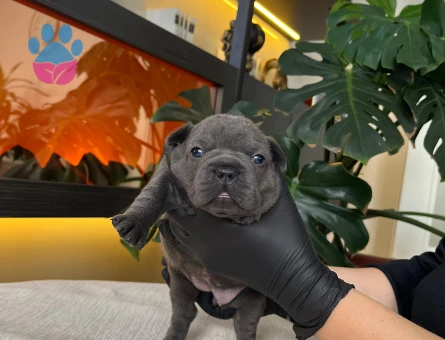 EGZOTİK FRENCH BULLDOG YAVRULARIM HARİKA RENKLER VE ANATOMİ