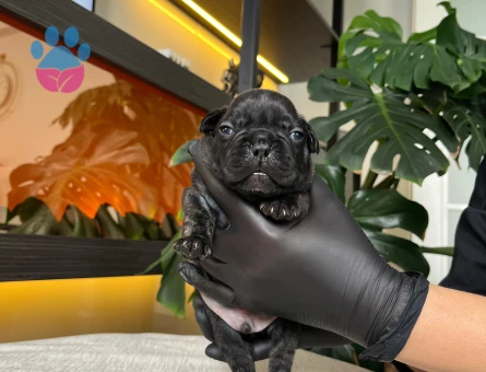 EGZOTİK FRENCH BULLDOG YAVRULARIM HARİKA RENKLER VE ANATOMİ