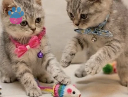 British Shorthair 2 Aylık