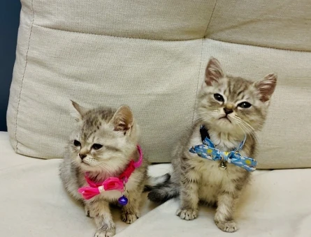 British Shorthair 2 Aylık - 4626