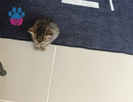 Yavru kedi tahminen 1 aylık