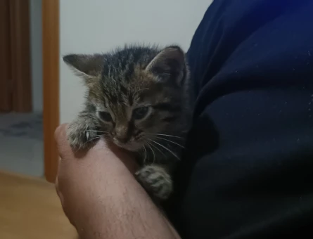 Yavru kedi tahminen 1 aylık - 4627