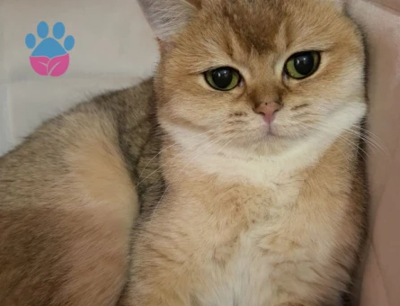 British Shorthair 2 Yaşında Dişi