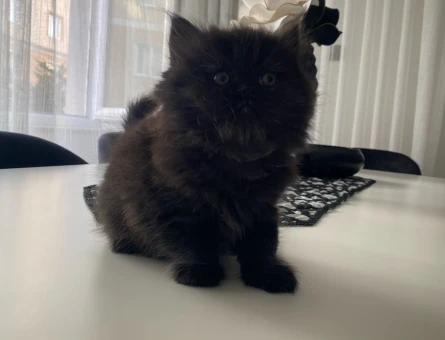 Son kalan bebislerim