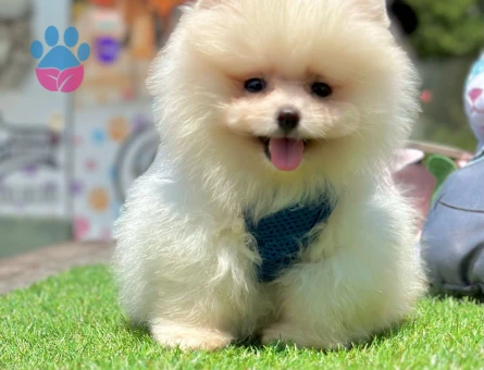 Ayıcık Surat Pomeranian Boo Yavrular - 5243
