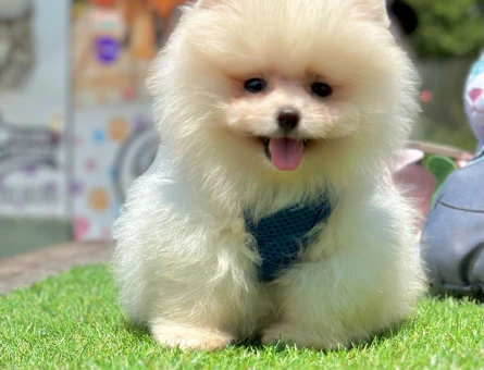 Ayıcık Surat Pomeranian Boo Yavrular - 5243