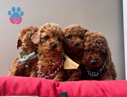 Red Brown Toy Boy Poodle Yavrular - 5244
