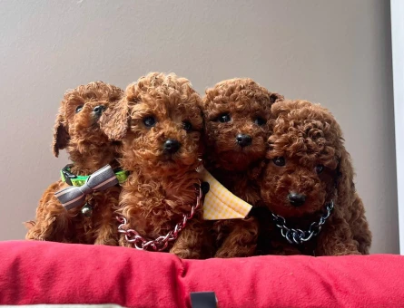 Red Brown Toy Boy Poodle Yavrular - 5244